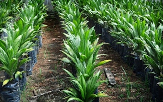 palm oil nursery