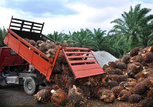 palm oil biomass