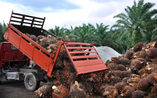 palm oil biomass