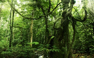 tropical rainforests carbon
