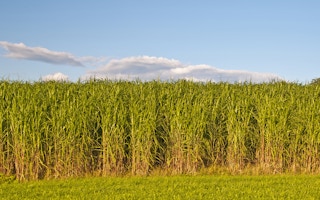 switchgrass for biofuel