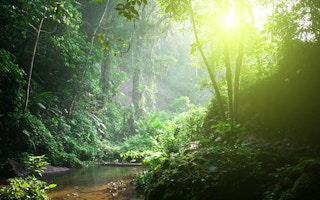 tropical rainforest-bl