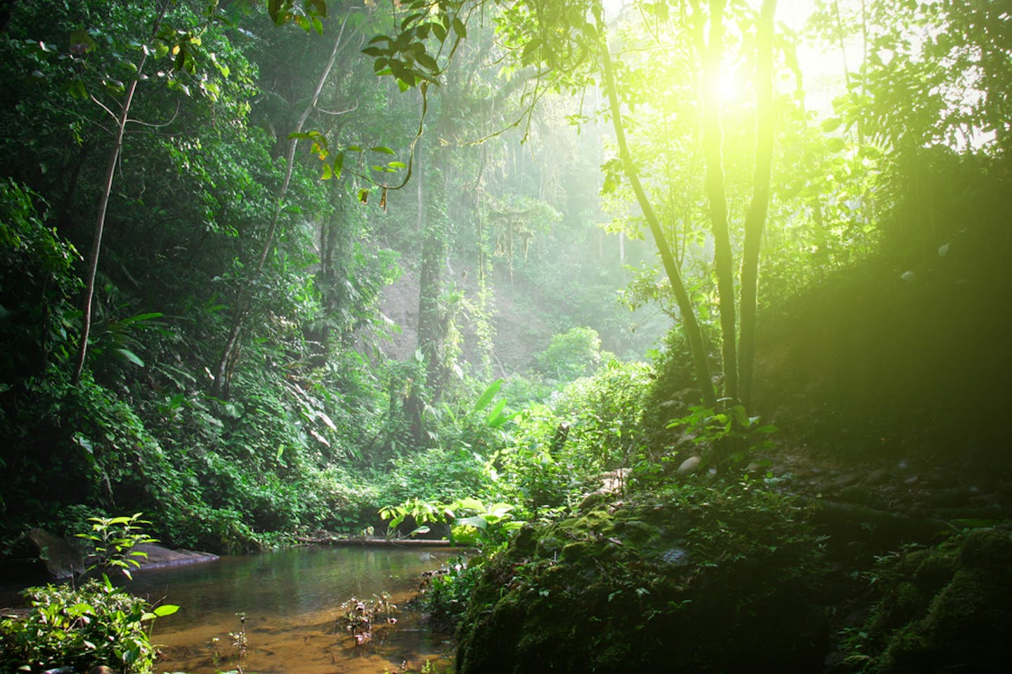 tropical rainforest-bl