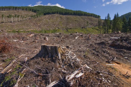 canada deforestation