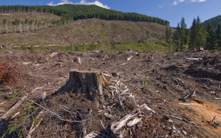 canada deforestation