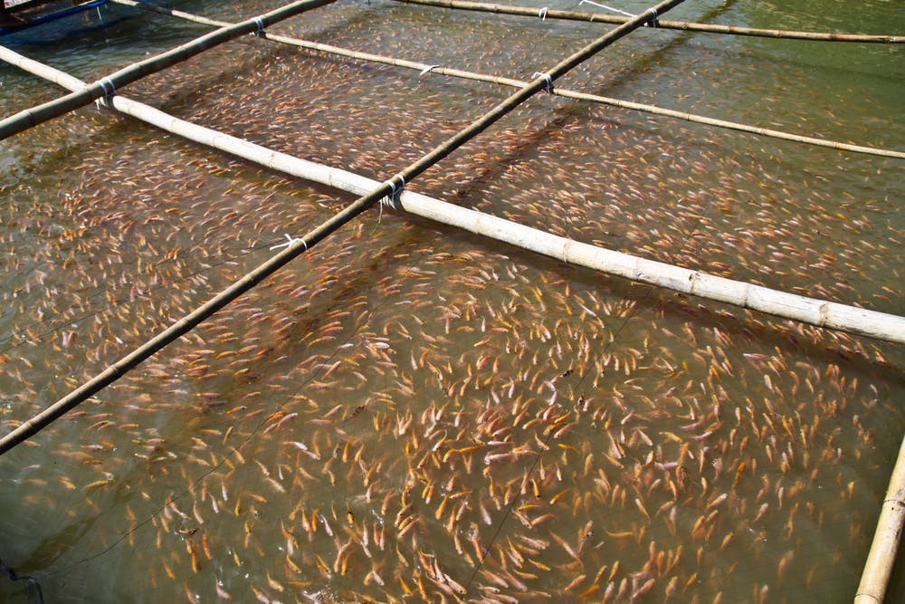 fish farm thailand