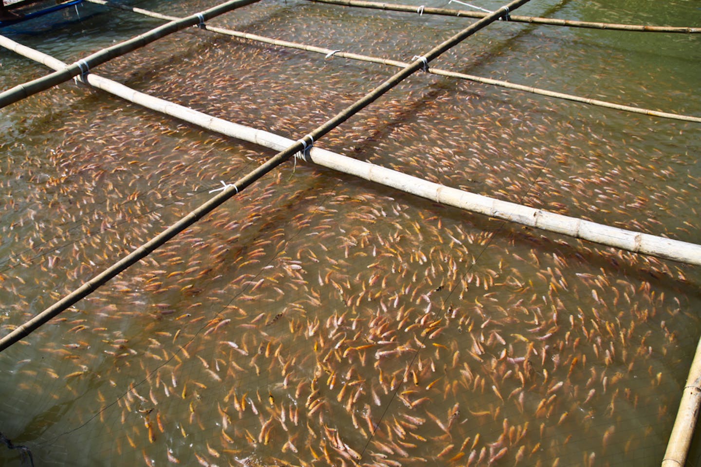 As aquaculture booms, it's consuming more fish than it produces | News | Eco-Business | Asia Pacific