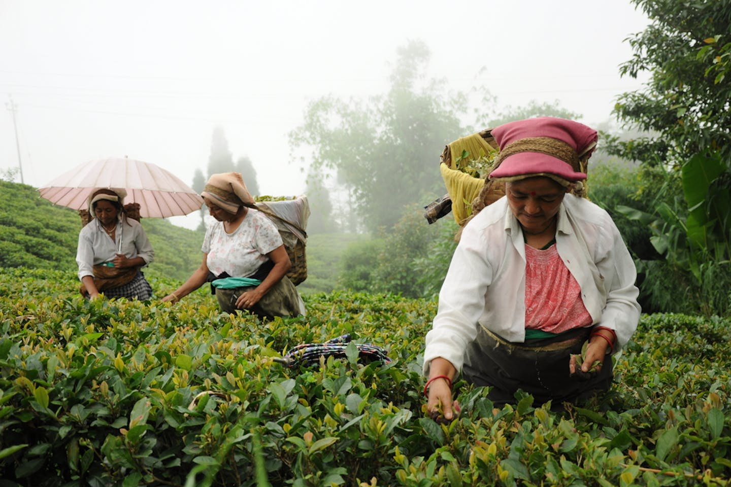 india farming monsoon