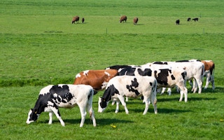 cattle grazing food