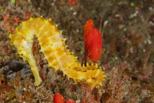yellow seahorse