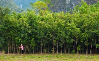 China's forest reforms