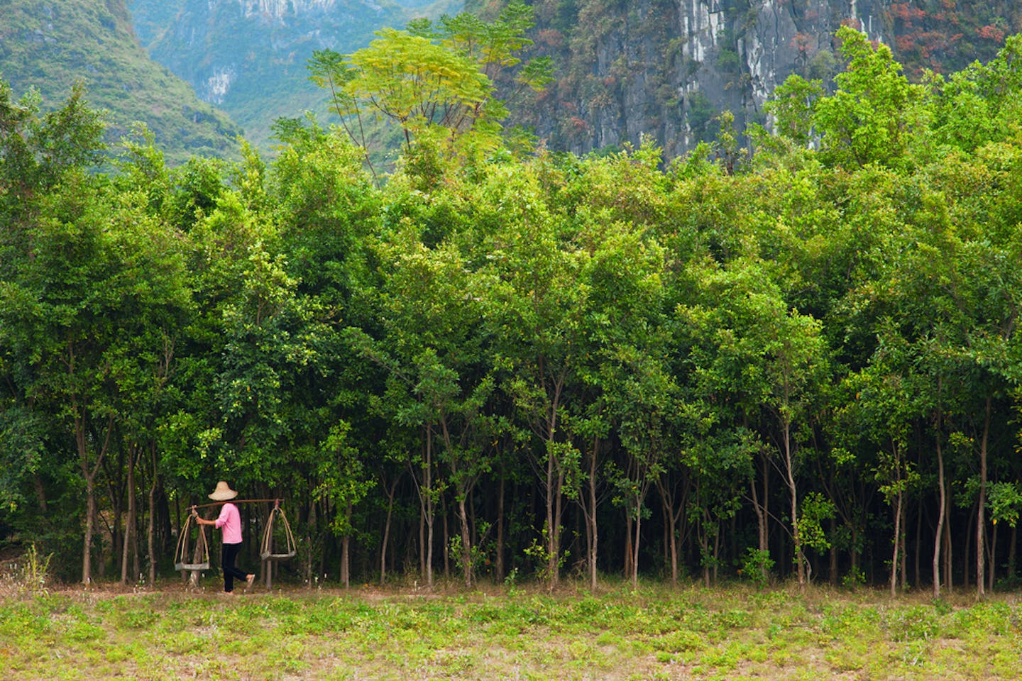 China's forest reforms