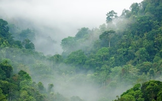 rainforests monitoring