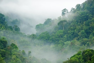 rainforests monitoring