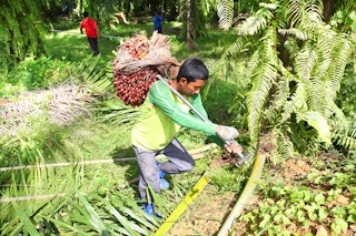 Smallholders in palm oil industry