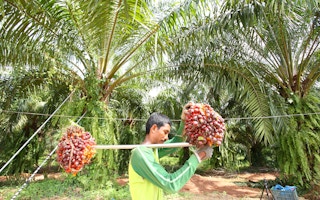 oil palm worker fresh fruit bunches