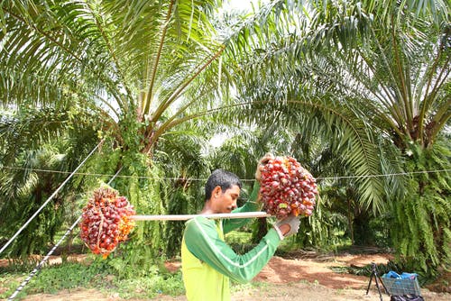 palm oil export rspo