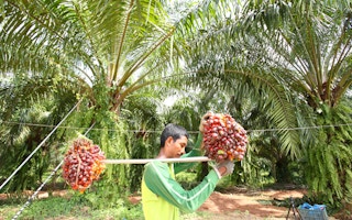 palm oil export rspo