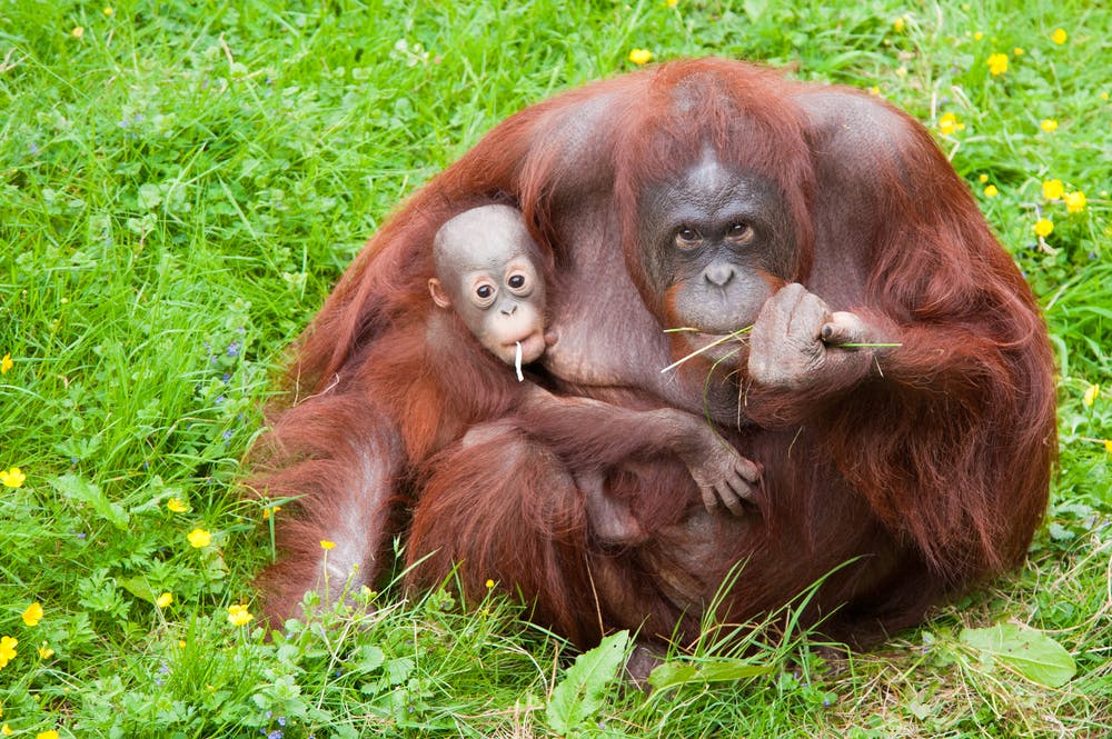 Mother and baby orangutan in Indonesia