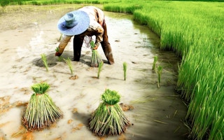 Rice paddy farmer in Thailand