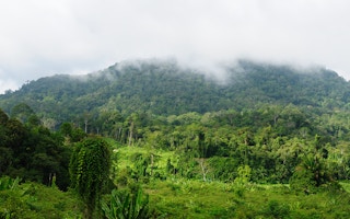 Kalimantan forest