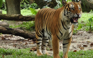 sumatran tigers forest fires