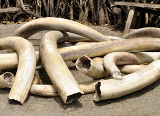 a pile of old elephant ivory tusks