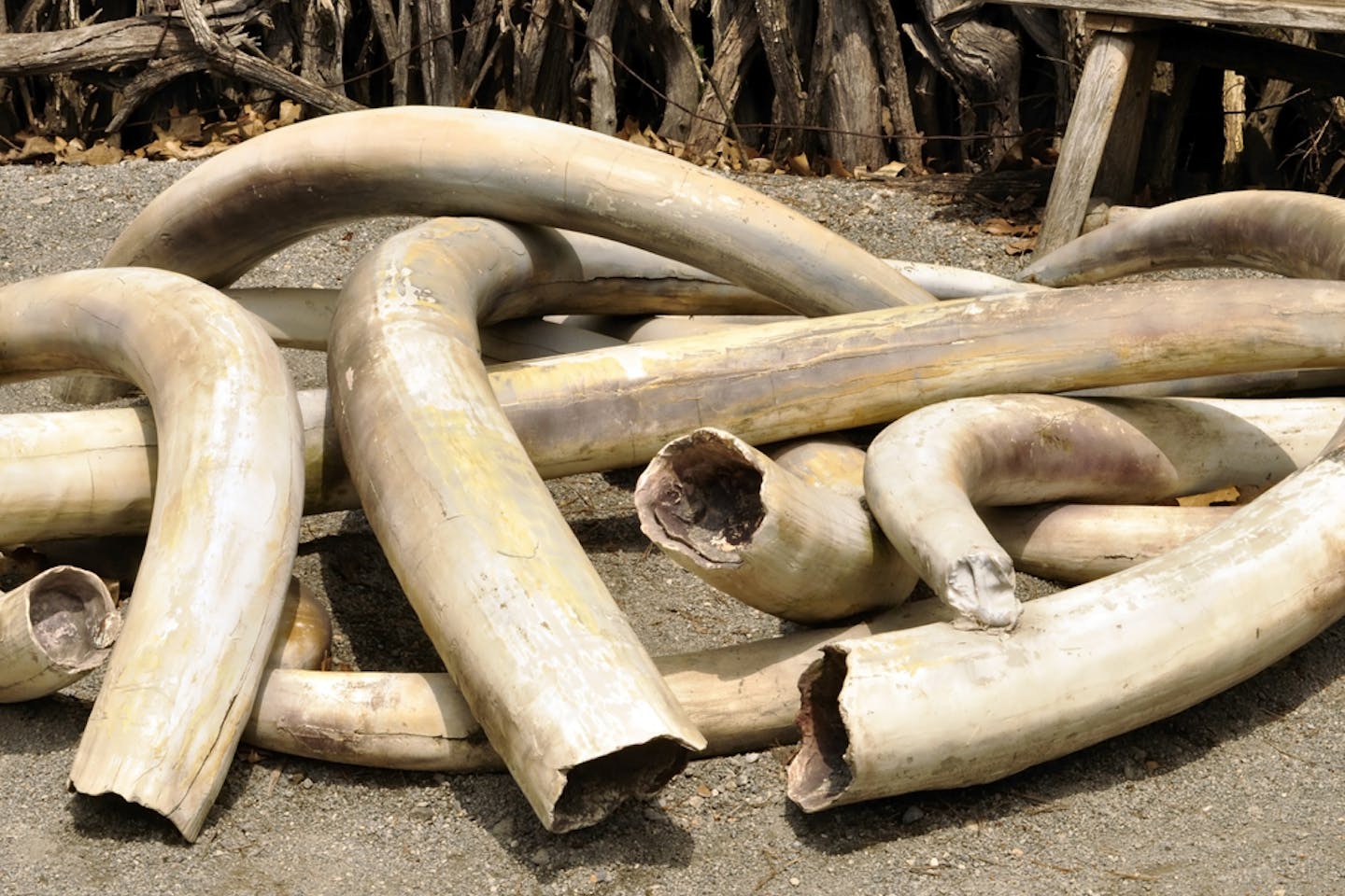 ivory tusks