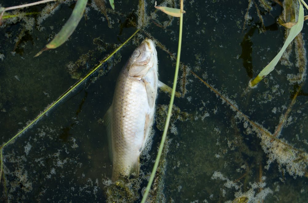 dead fish on polluted water