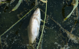 dead fish on polluted water