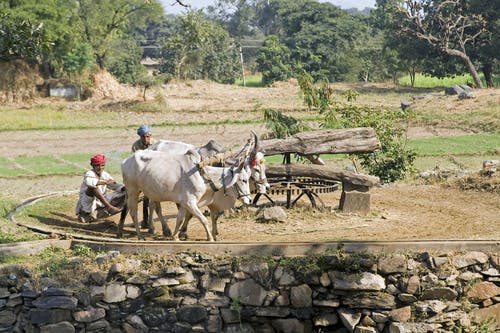 irrigation north india