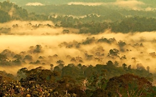 borneo rainforest