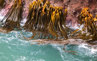 seaweed kelp