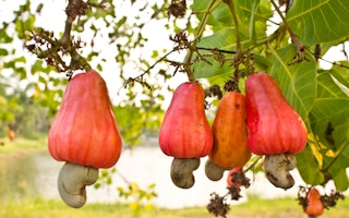 cashew tree