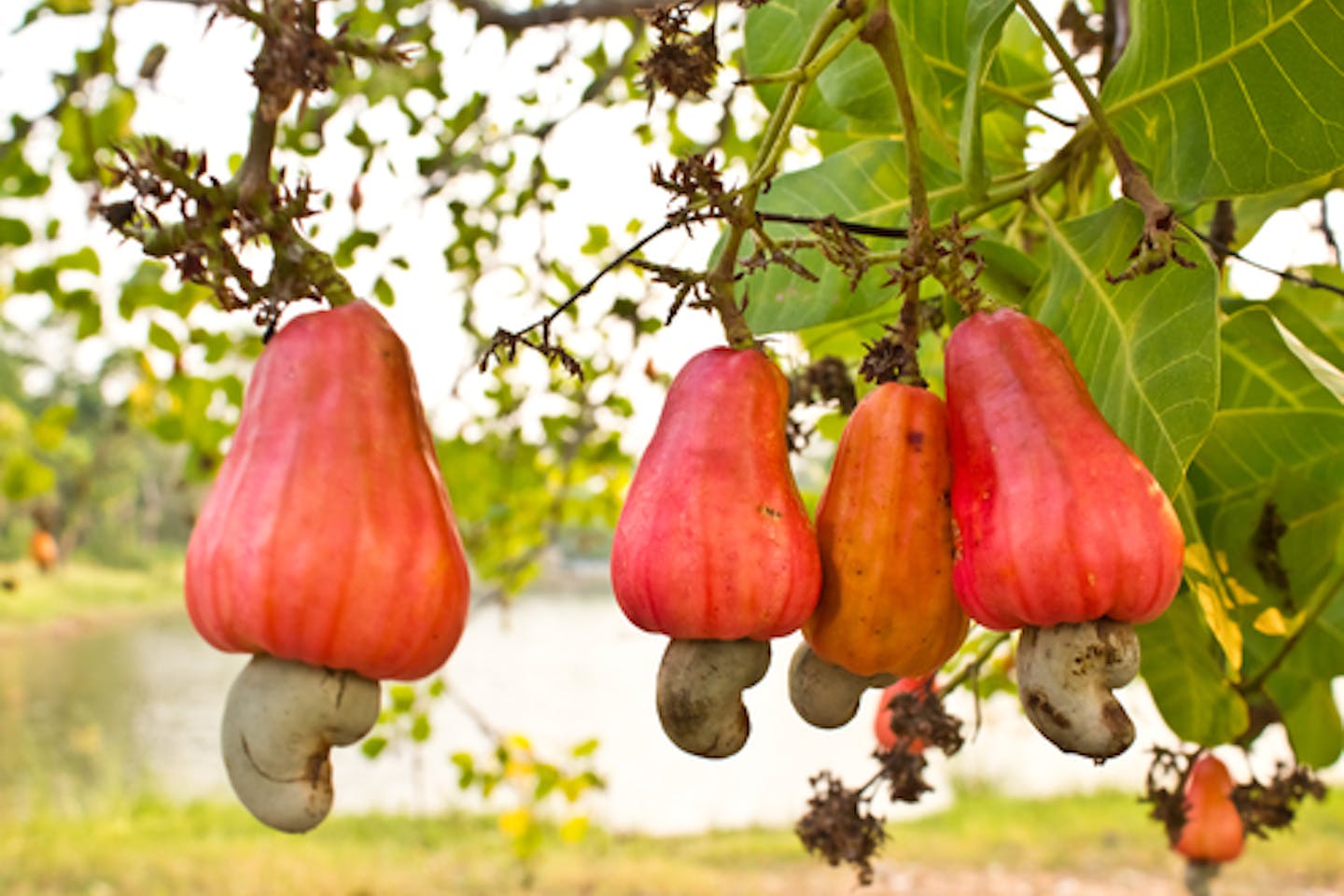 cashew tree