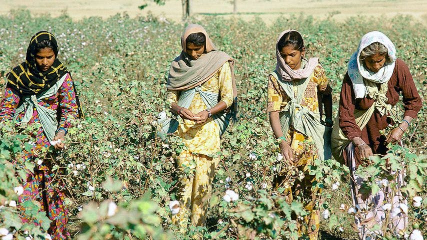Cotton farmers in India