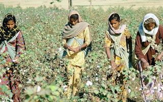 Cotton farmers in India