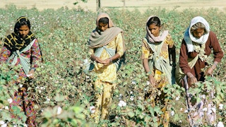 Cotton farmers in India