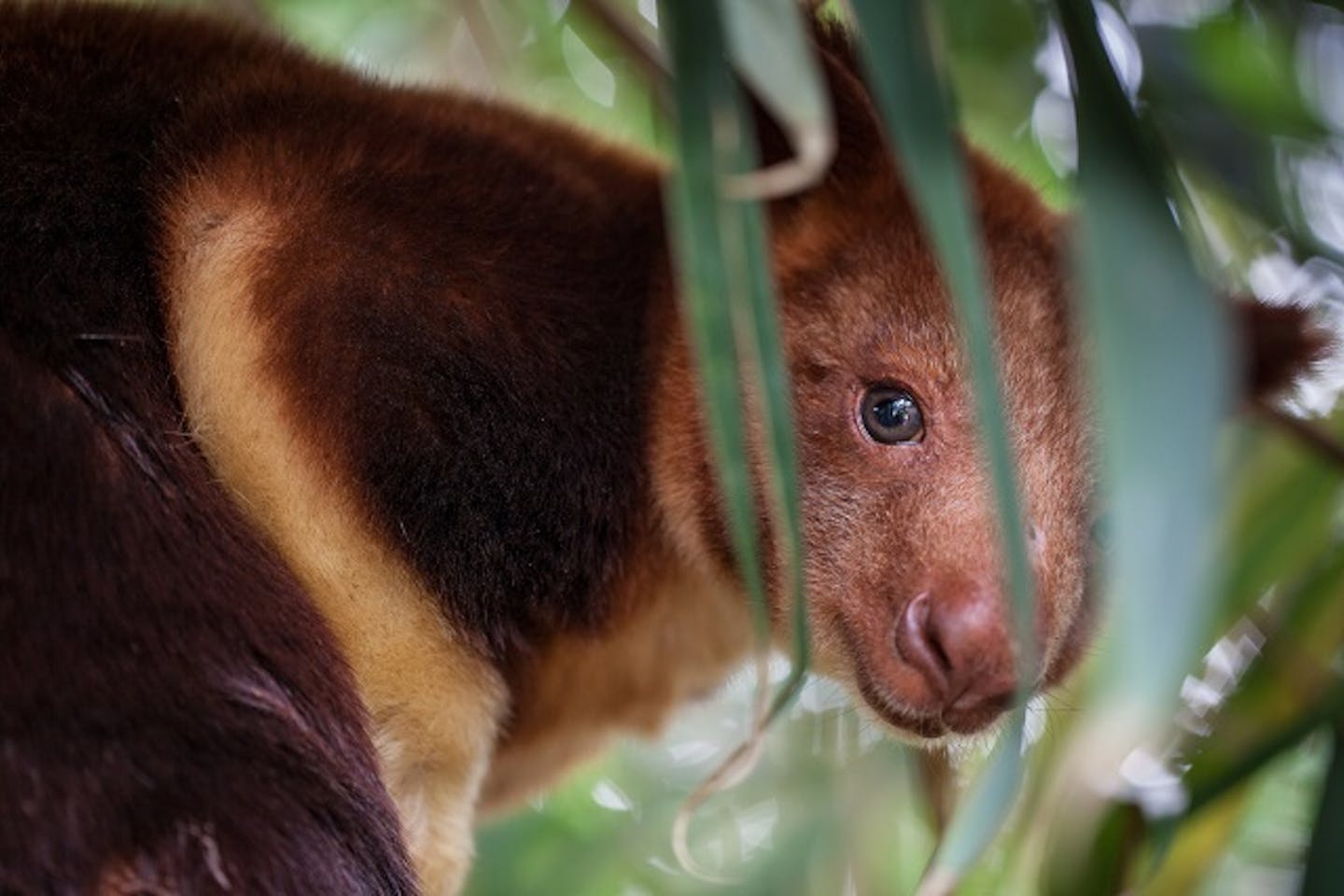 Tree kangaroo peek a boo