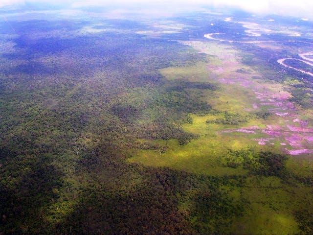 peat swamp tripa aceh