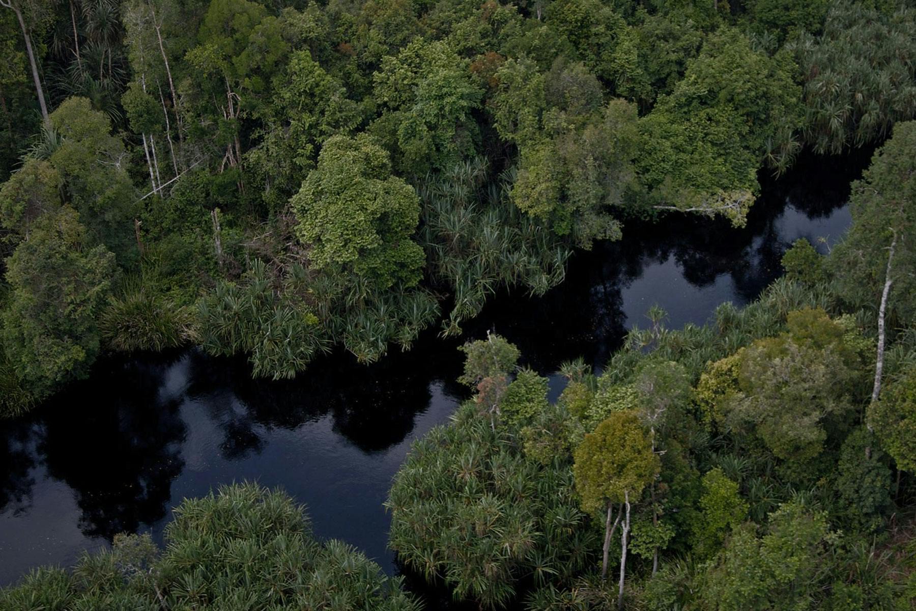 peat swamp kampar gp