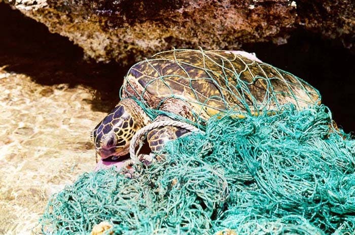 Turtle entangled in ghost net