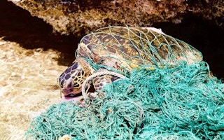 sea turtle entangled in ghost net
