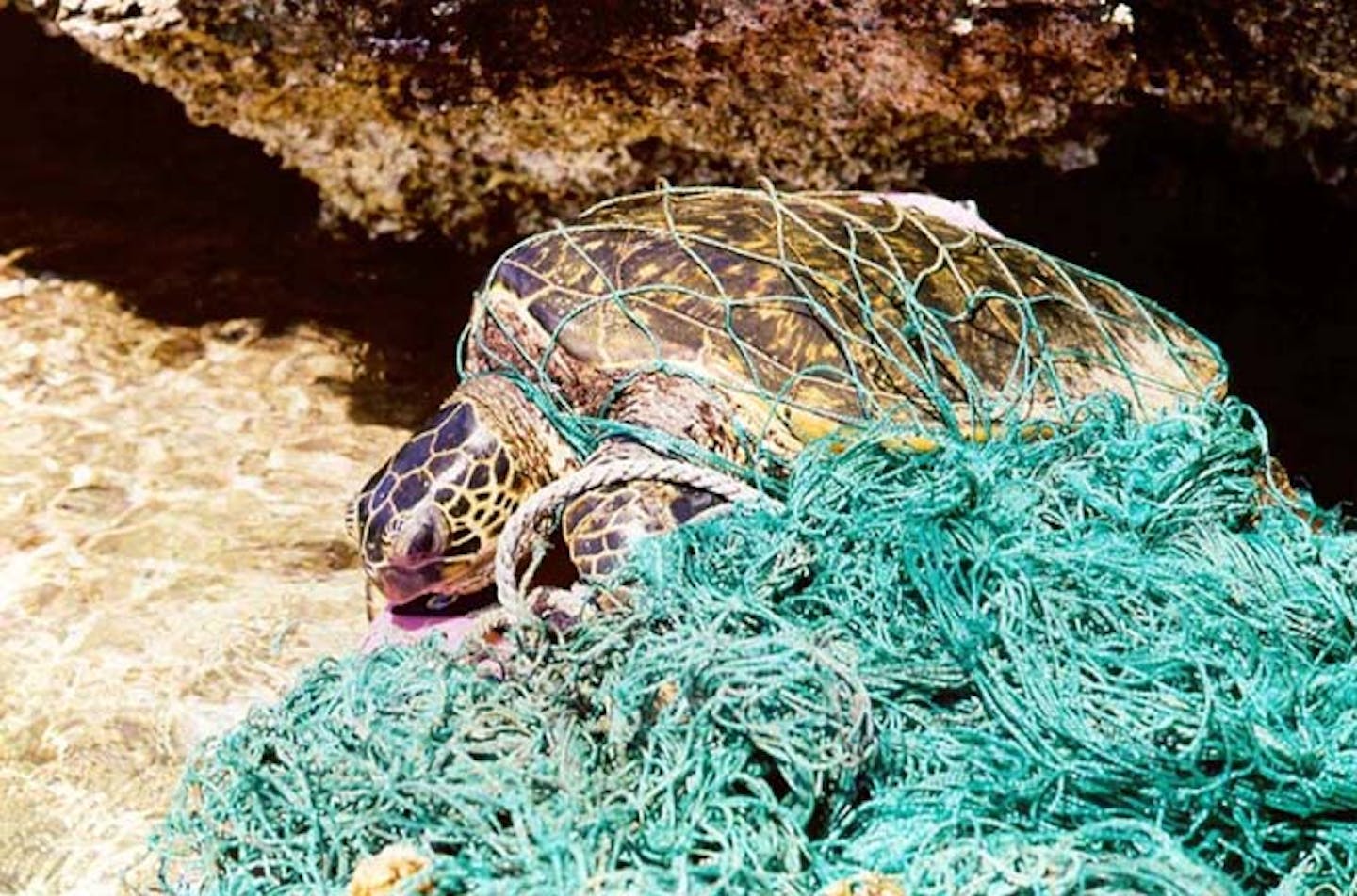 Five Ways To Tackle Ghost Fishing Gear News Eco Business Asia Pacific
