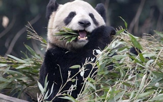 Panda from Chengdu, China