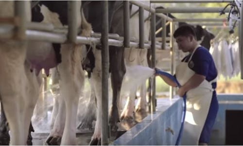 ‘Nourishing by Nature’: How dairy could help address growing food insecurity in Southeast Asia