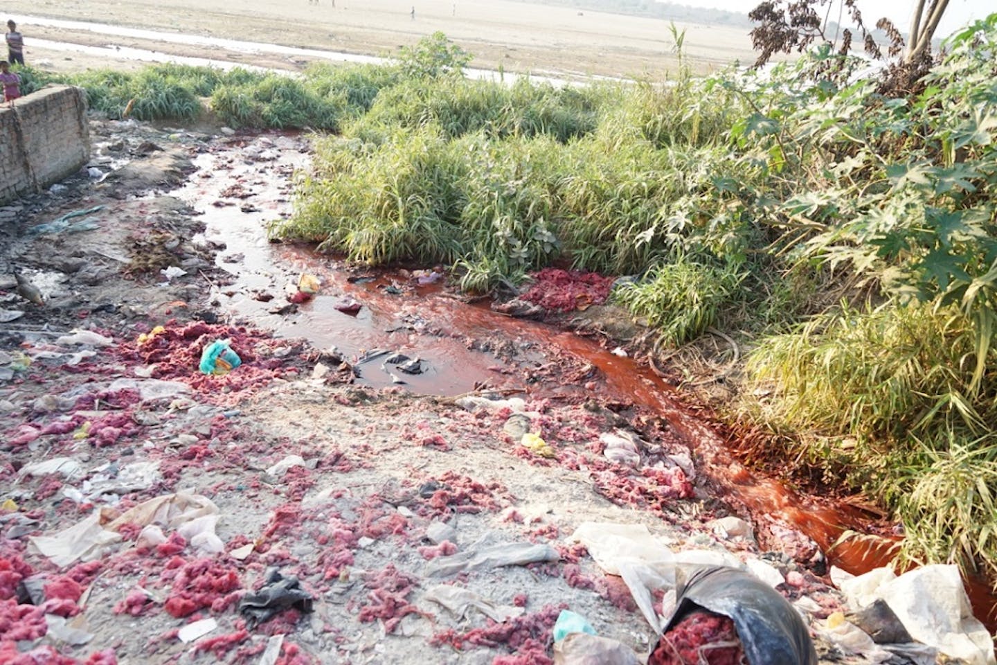 waste dye water in Falgu river