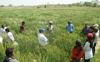 wheat field asia
