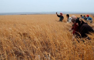 syria wheat