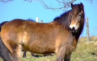 feral horse